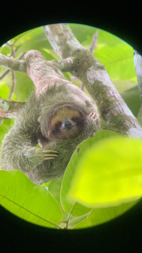 sloth tour in costa rica